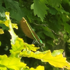 Calopteryx virgo