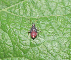 Deraeocoris ruber