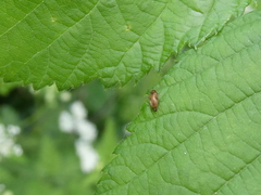 Anaspis maculata