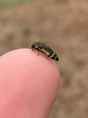 Acmaeodera pulchella