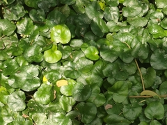 Geophila repens
