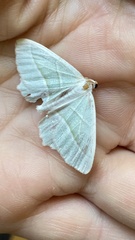 Campaea margaritaria