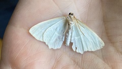 Campaea margaritaria