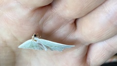 Campaea margaritaria