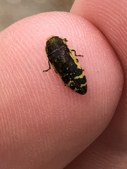 Acmaeodera pulchella