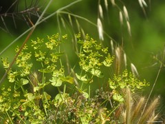 Euphorbia segetalis