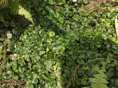 Geophila repens