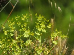 Euphorbia segetalis