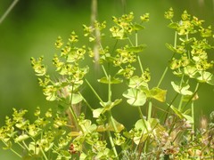 Euphorbia segetalis
