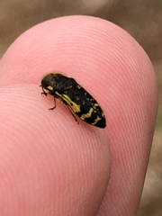 Acmaeodera pulchella
