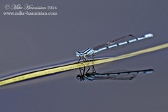 Enallagma doubledayi