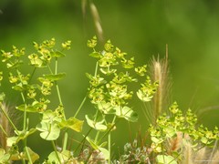 Euphorbia segetalis