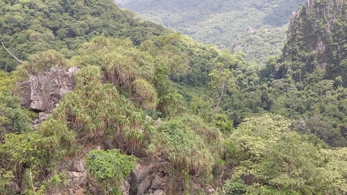 Image of Dracaena cochinchinensis by (c) Utain Pummarin, some rights reserved (CC BY)