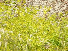 Euphorbia segetalis