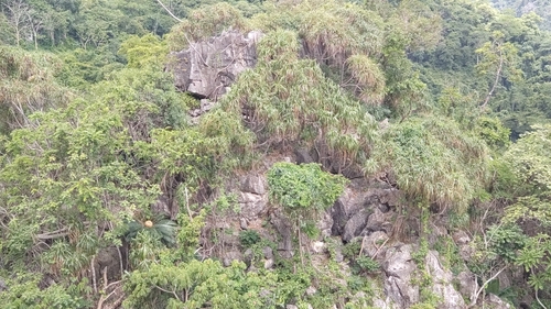 Image of Dracaena cochinchinensis by (c) Utain Pummarin, some rights reserved (CC BY)
