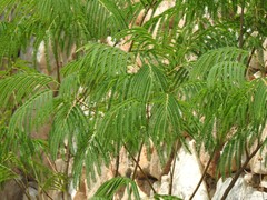 Leucaena leucocephala