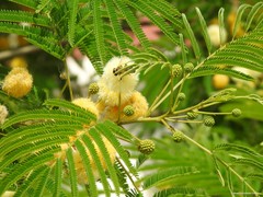 Leucaena leucocephala
