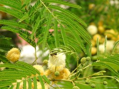 Leucaena leucocephala