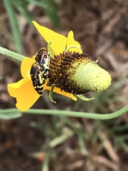 Acmaeodera pulchella