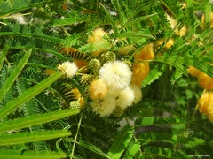 Leucaena leucocephala