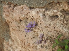 Trachelium caeruleum