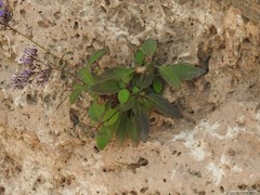 Trachelium caeruleum