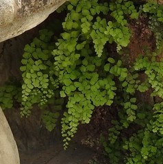 Adiantum capillus-veneris