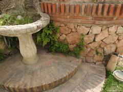 Adiantum capillus-veneris