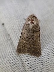 Caradrina wullschlegeli