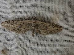 Eupithecia parallelaria
