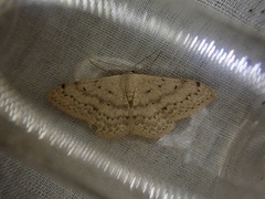 Scopula beckeraria