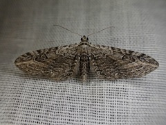 Eupithecia parallelaria