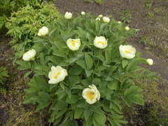 Paeonia mlokosewitschii