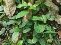 Malaisia scandens