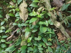 Malaisia scandens
