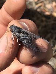 Hadoa chiricahua