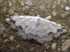 Scopula decorata