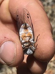 Hadoa chiricahua