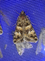 Drasteria picta