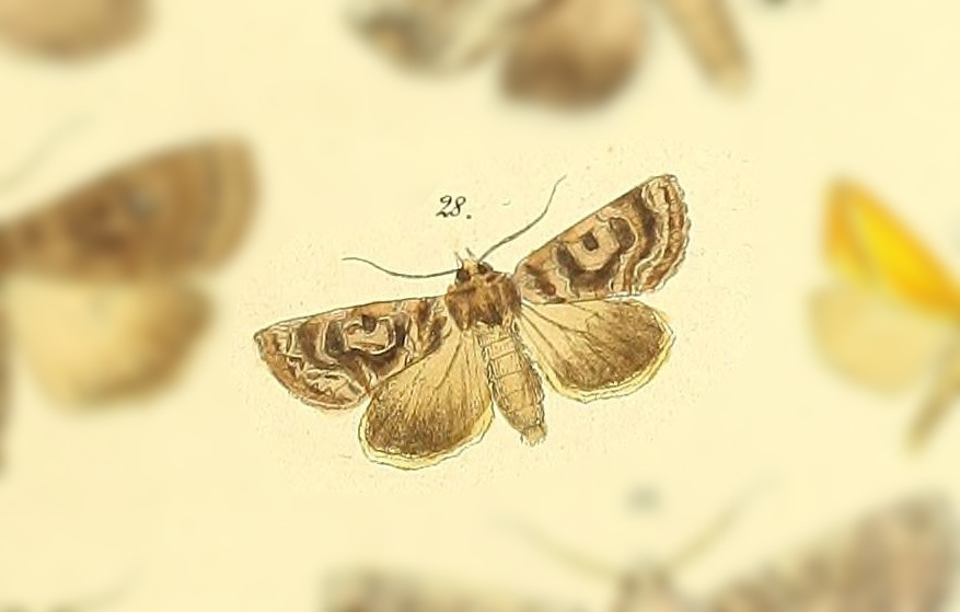 Rhodochlaena