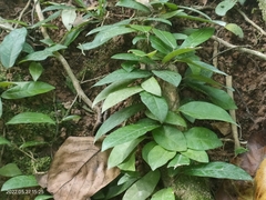 Malaisia scandens