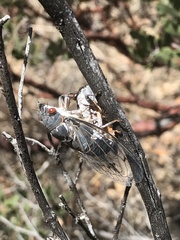 Hadoa chiricahua