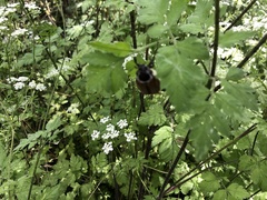 Chaerophyllum temulum