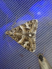 Drasteria picta