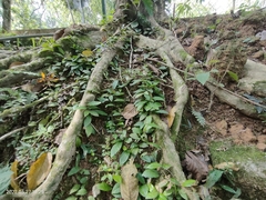 Malaisia scandens
