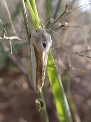Cucullia argentina