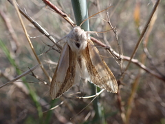Cucullia argentina