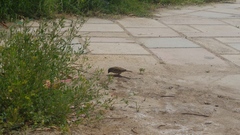 Melilotus indicus