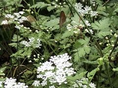 Chaerophyllum temulum