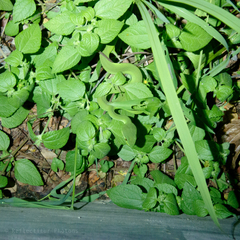 Trimeresurus insularis